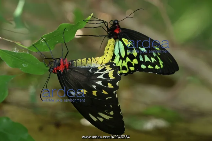 : Cairns Birdwing Butterflies : Cairns Birdwing Butterflies