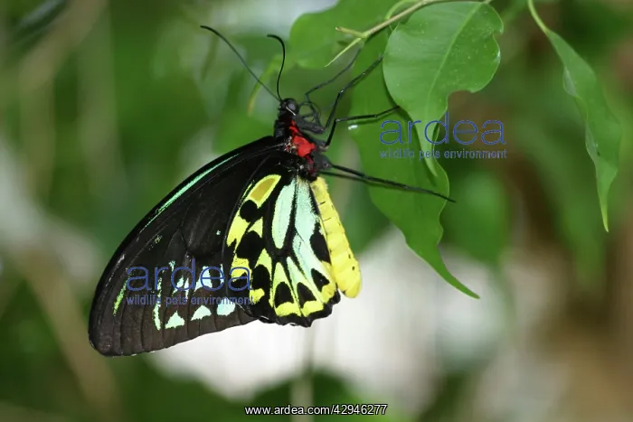 : Cairns Birdwing Butterfly