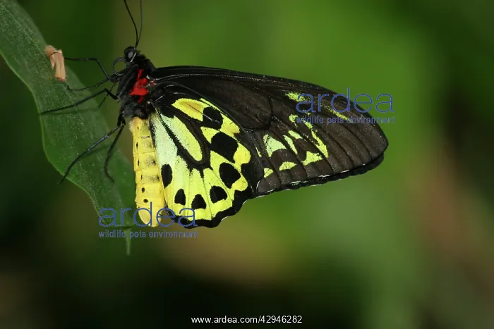 : Cairns Birdwing Butterfly : Cairns Birdwing Butterfly