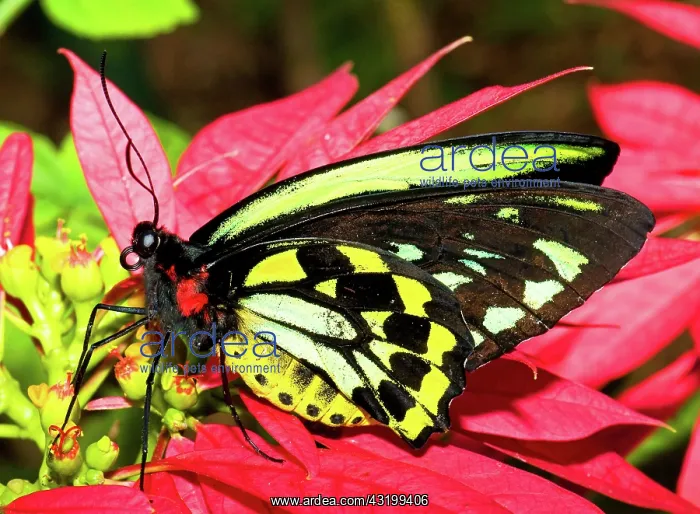 : Cairns Birdwing Butterfly : Cairns Birdwing Butterfly
