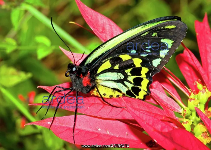  : Cairns Birdwing Butterfly