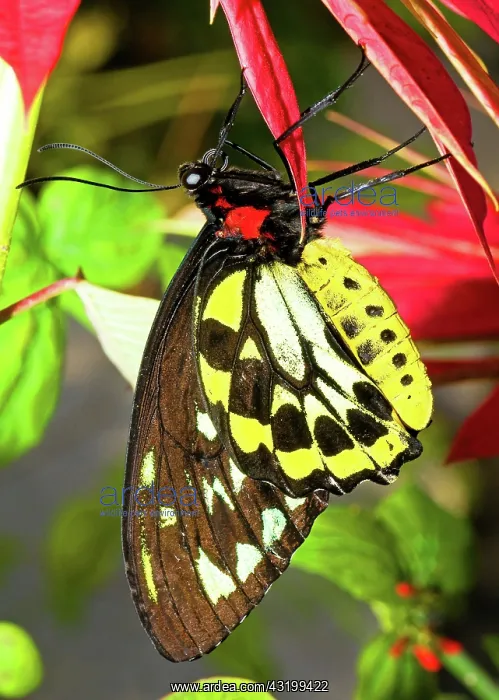 : Cairns Birdwing Butterfly : Cairns Birdwing Butterfly