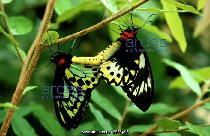 : Cairns birdwing butterfly - mating : Cairns birdwing butterfly - mating