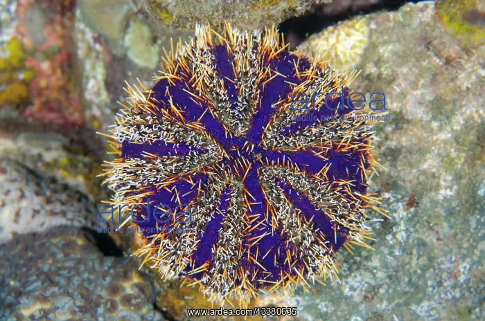 : Cake Sea Urchin - Ghost Bay dive site, Amed, Karangasem : Cake Sea Urchin - Ghost Bay dive site, Amed, Karangasem