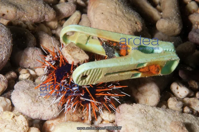: Cake Urchin - decorated with laundry peg for protection : Cake Urchin - decorated with laundry peg for protection