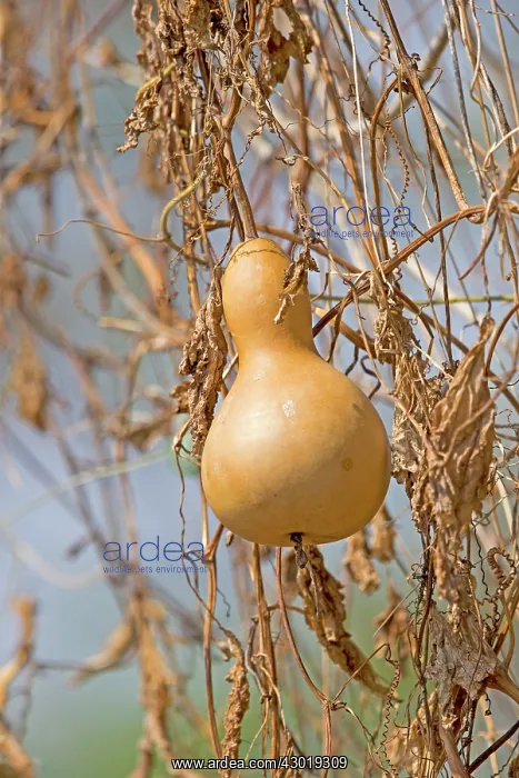  : Calabash fruit