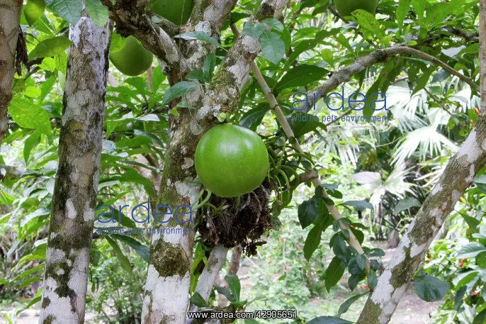 : Calabash Tree - & fruit : Calabash Tree - & fruit