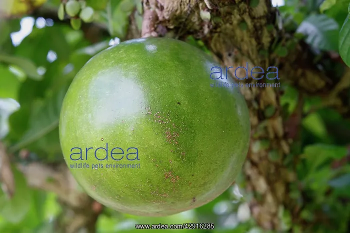 : Calabash tree - gourd / fruit : Calabash tree - gourd / fruit