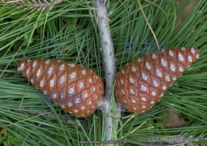 : Calabrian pine, foliage and cones : Calabrian pine, foliage and cones