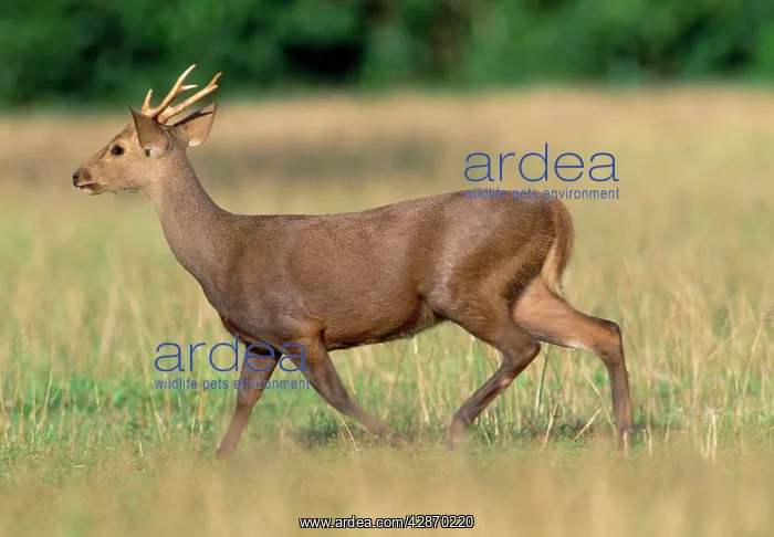: Calamian Deer : Calamian Deer