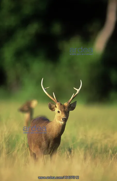 : Calamian Deer - endangered : Calamian Deer - endangered