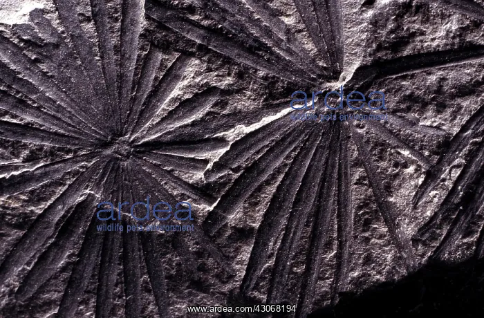 : Calamites Fossil : Calamites Fossil