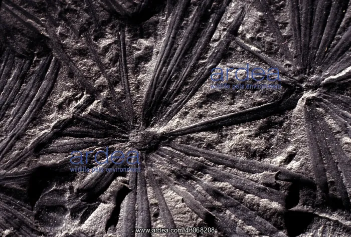 : Calamites Fossil : Calamites Fossil