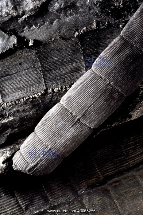 : Calamites Fossil : Calamites Fossil