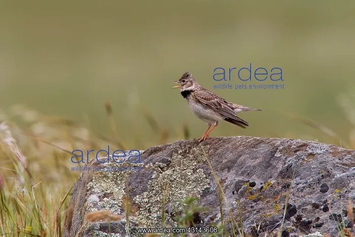 : Calandra Lark : Calandra Lark