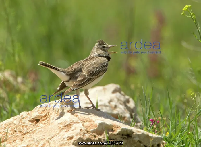 : Calandra Lark - calling : Calandra Lark - calling