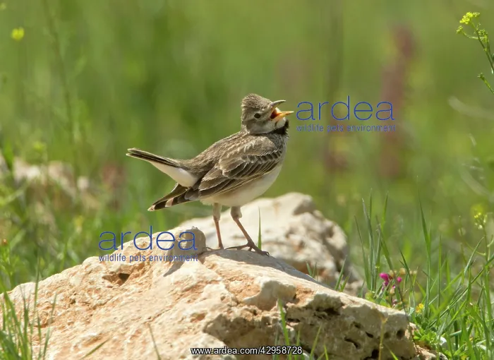 : Calandra Lark - calling : Calandra Lark - calling