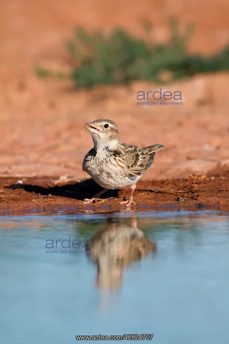  : Calandra Lark - drinking from pool