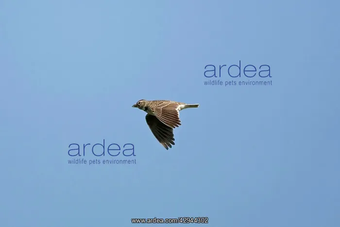 : Calandra Lark in flight : Calandra Lark in flight