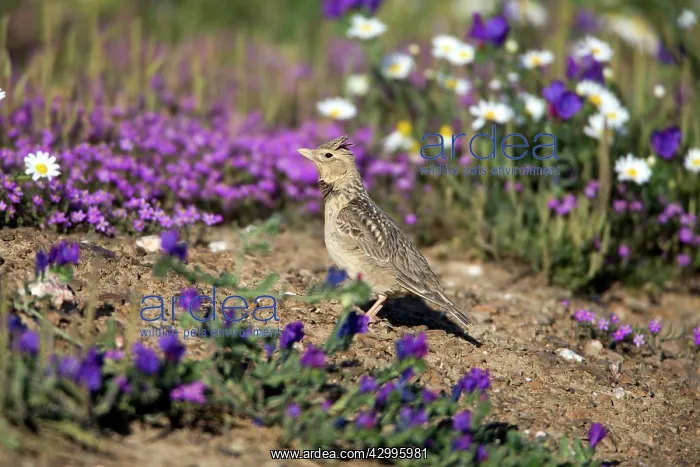 : Calandra Lark - on ground covered in dust after : Calandra Lark - on ground covered in dust after
