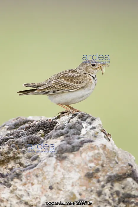 : Calandra Lark - Perched on stone carrying an insect : Calandra Lark - Perched on stone carrying an insect