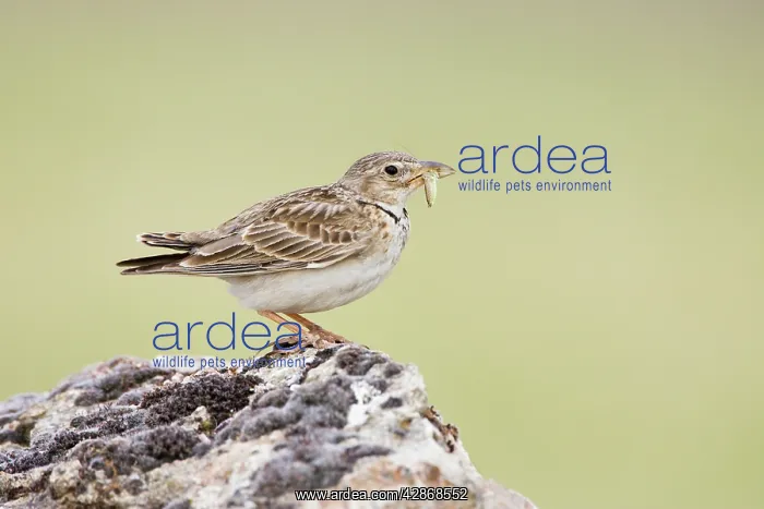 : Calandra Lark - Perched on stone carrying an insect : Calandra Lark - Perched on stone carrying an insect