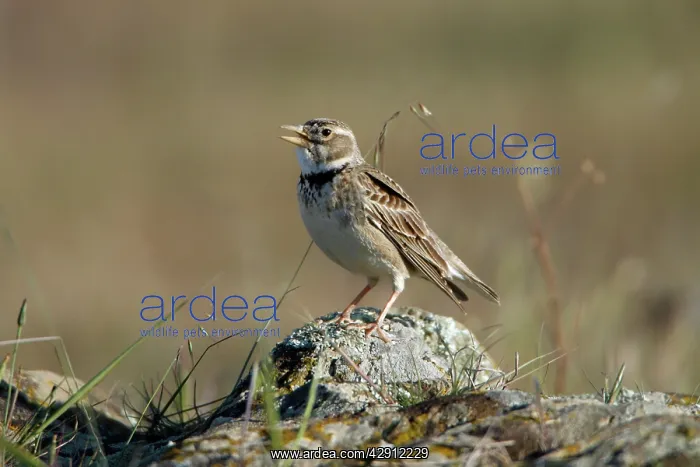 : Calandra Lark - perched on stone singing : Calandra Lark - perched on stone singing
