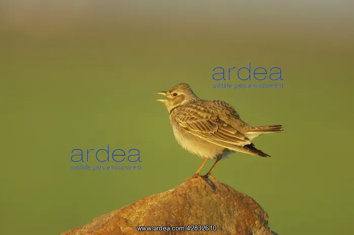 : Calandra Lark - singing : Calandra Lark - singing