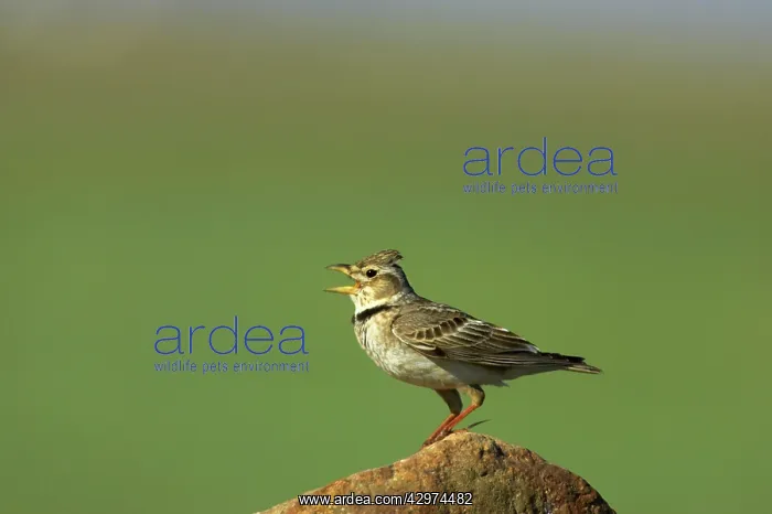 : Calandra Lark - Singing : Calandra Lark - Singing
