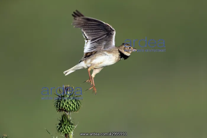 : Calandra Lark - taking flight from thistle Castro : Calandra Lark - taking flight from thistle Castro