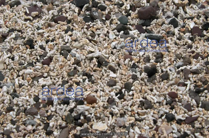 : Calcareous Beach Sand : Calcareous Beach Sand