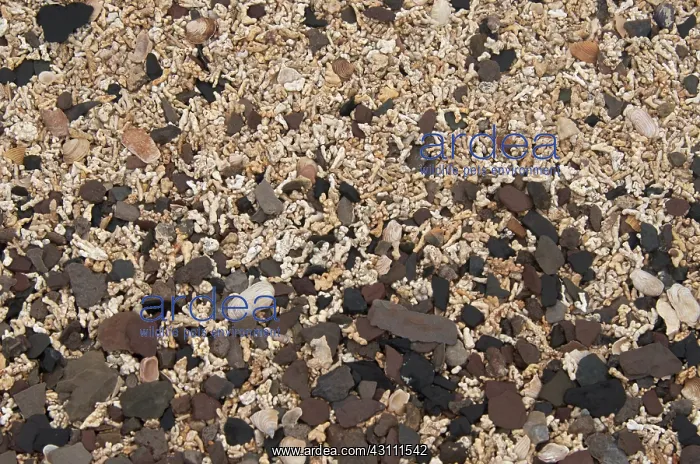 : Calcareous Beach Sand : Calcareous Beach Sand
