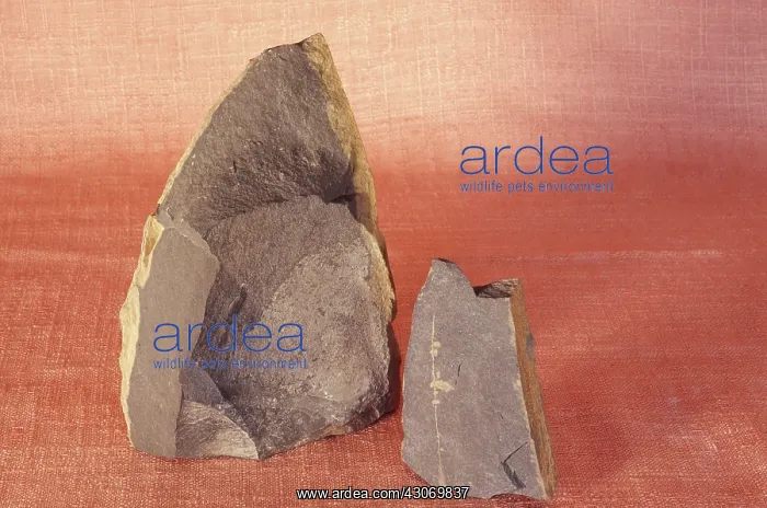 : Calcareous Shale : Calcareous Shale