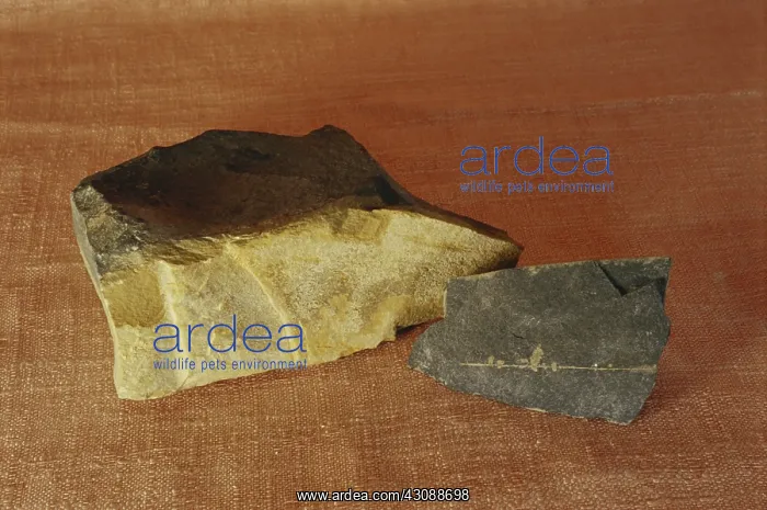  : Calcareous Shale
