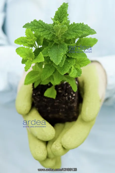 : Calceolaria Plant : Calceolaria Plant