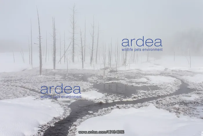 : Calcified trees at Tangled Creek in winter : Calcified trees at Tangled Creek in winter