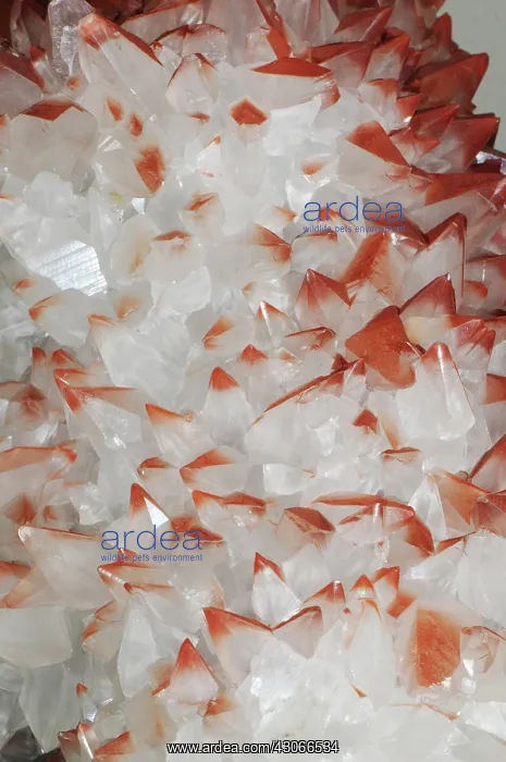 : Calcite. Red-tipped dogtooth calcite crystals : Calcite. Red-tipped dogtooth calcite crystals