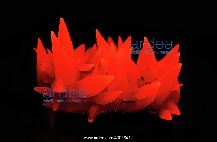 : Calcite Crystals : Calcite Crystals
