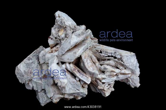 : Calcite after Glauberite psuedomorph : Calcite after Glauberite psuedomorph