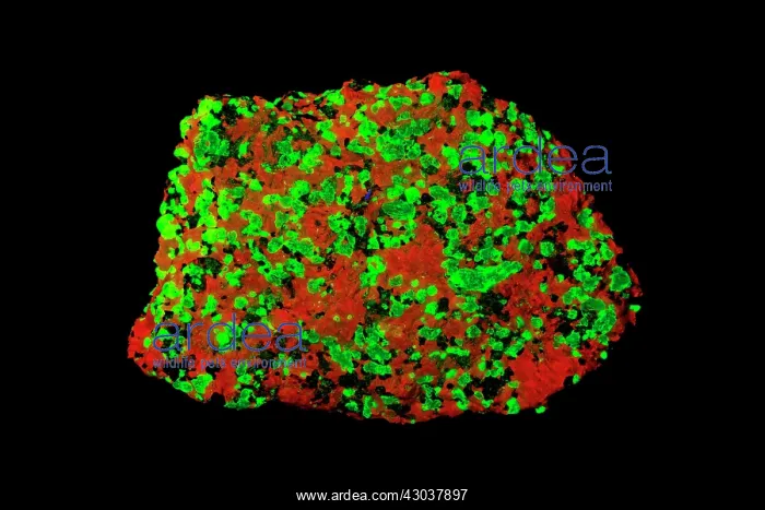 : Calcite (red) and Willamite (green) under flourescent light : Calcite (red) and Willamite (green) under flourescent light