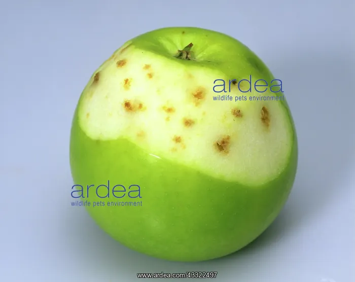 : Calcium deficiency in an apple : Calcium deficiency in an apple