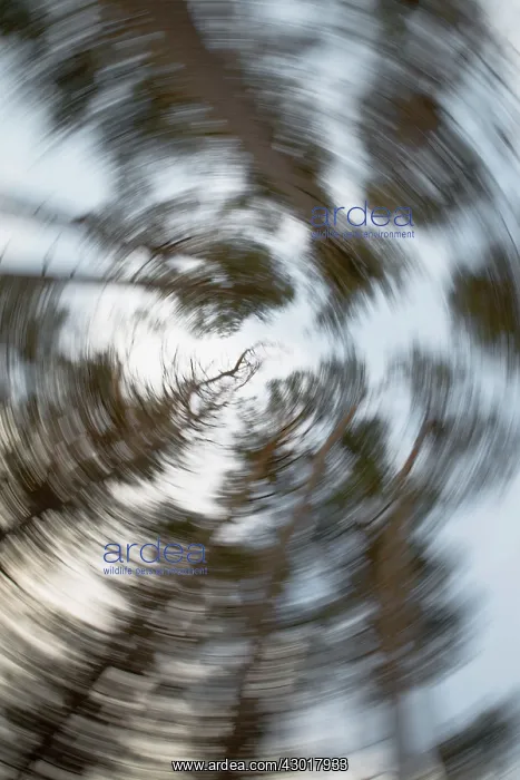 : Caledonian Pine Forest blurred effect : Caledonian Pine Forest blurred effect