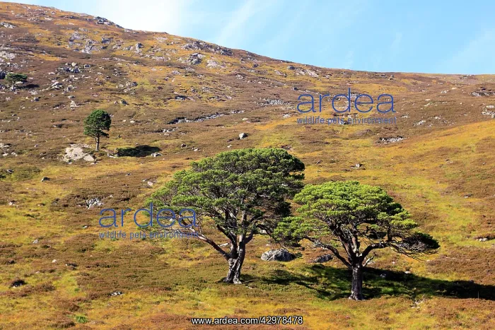 : Caledonian / Scots Pine Trees - on hillside moor : Caledonian / Scots Pine Trees - on hillside moor