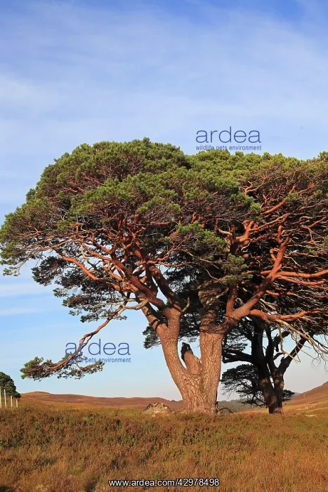  : Caledonian  /  Scots Pine Trees - on hillside moor