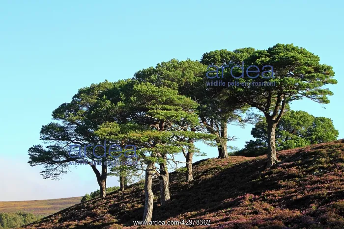 : Caledonian / Scots Pine Trees on Moor : Caledonian / Scots Pine Trees on Moor