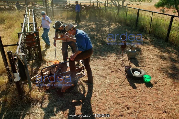 : Calf being branded.Bushy Park Cattle Station, 60km : Calf being branded.Bushy Park Cattle Station, 60km