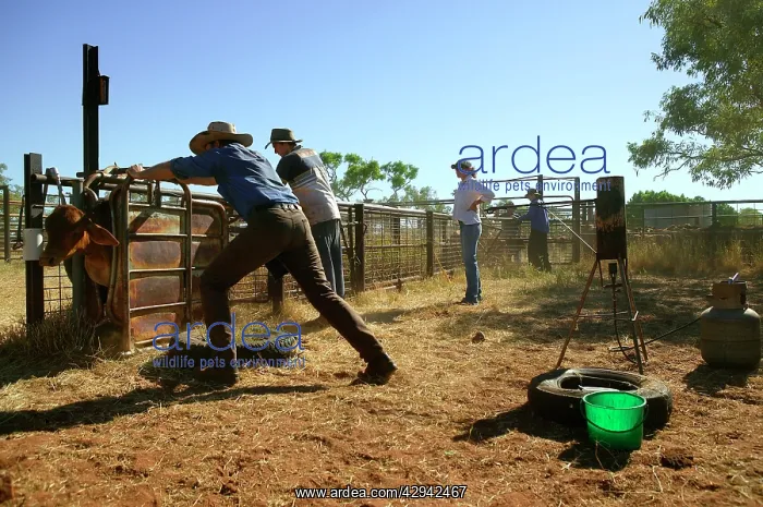 : Calf being branded.Bushy Park Cattle Station, 60km : Calf being branded.Bushy Park Cattle Station, 60km
