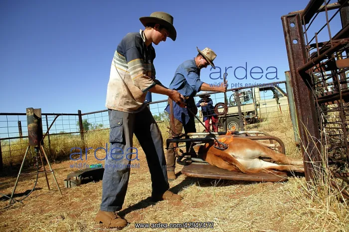 : Calf being branded.Bushy Park Cattle Station, 60km : Calf being branded.Bushy Park Cattle Station, 60km