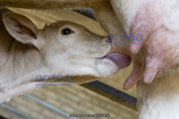 : Calf d'Aquitaine blond mother tetant France : Calf d'Aquitaine blond mother tetant France