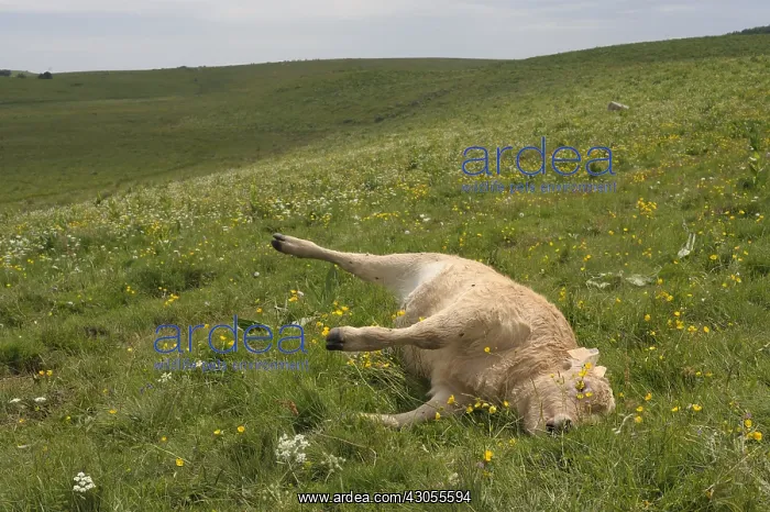 : Calf death Aubrac Massif Central France : Calf death Aubrac Massif Central France